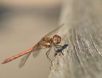 dragonfly