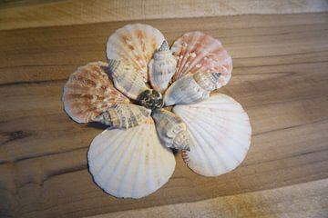 shells flower by Kimberly Van Muylder