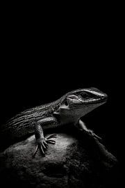 Lézard sur Poster Art Shop