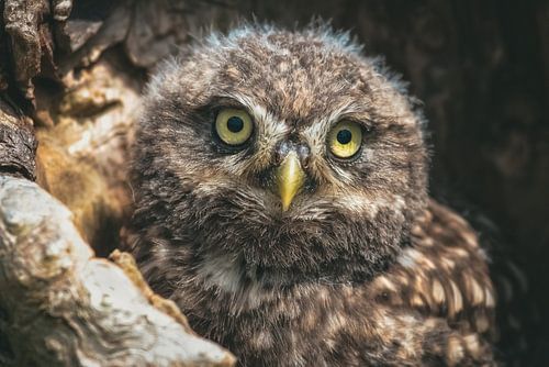 Uil kijkt jou aan!