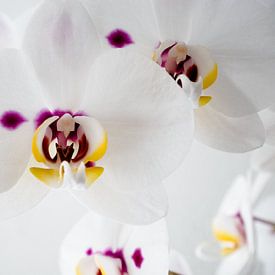 Orchid in bloom by Anne Stielstra