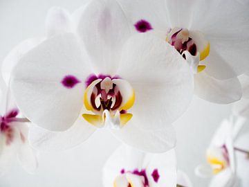 Orchidee in bloei van Anne Stielstra