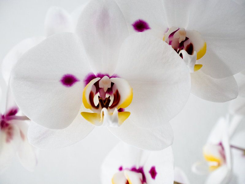 Orchidee in Blütezeit von Anne Stielstra
