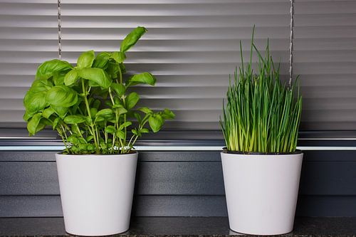 Basilicum en bieslook