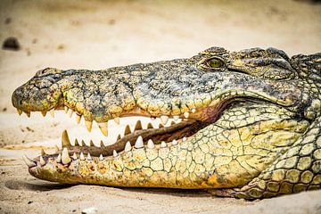 Een krokodil van Dennis Venema