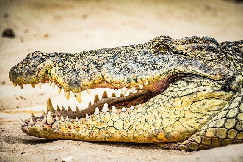 Ein Krokodil von Dennis Venema