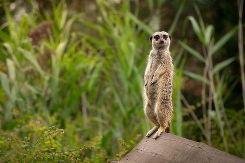 Oogcontact met een stokstaartje