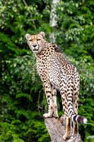 Cheetah op de uitkijk