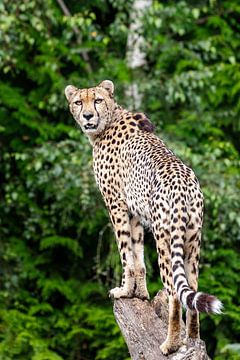 Cheetah op de uitkijk van Barbara Kempeneers