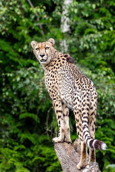 Gepard auf der Lauer von Barbara Kempeneers