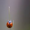 Een lieveheersbeestje op een grassprietje van Annika Westgeest Photography