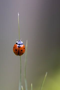 Een lieveheersbeestje op een grassprietje van Annika Westgeest Photography