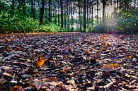 Waldweg im Herbst Mit Laub bedeckt. Sonnenschein durch die Baumkronen von 77pixels Miniaturansicht