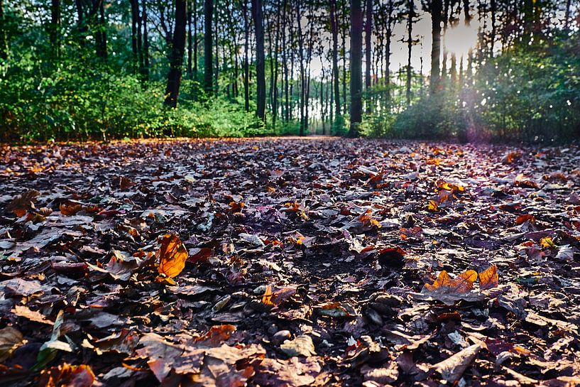 Waldweg im Herbst Mit Laub bedeckt. Sonnenschein durch die Baumkronen von 77pixels