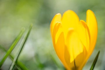 Vroege krokus (Crocus chrysanthus) van Siousias Photography