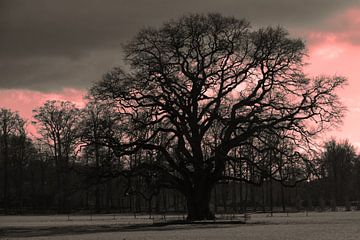 Tree with red evening sun sky, graphically attractive by Herman Kremer