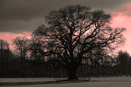 Tree with red evening sun sky, graphically attractive