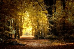Walk Of Life