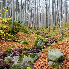 Waldblick im Herbst van Steffen Schöne