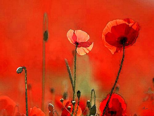 Klaprozen in een rode stormloop