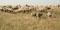 Sheep flock on the dyke near Katwijk aan Zee.