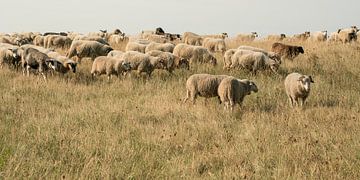 Sheep flock on the dyke near Katwijk aan Zee. by Alie Ekkelenkamp