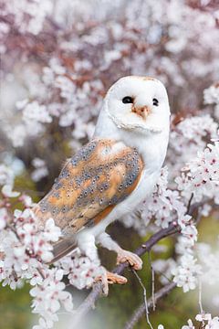 Barn owl between the blossoms by By Angela