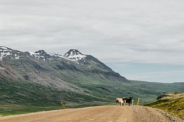 Ijslandse schapen | Op roadtrip doorheen de mooiste landschappen van Floor Bogaerts