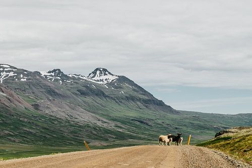 Moutons d'Islande | En route pour les plus beaux paysages