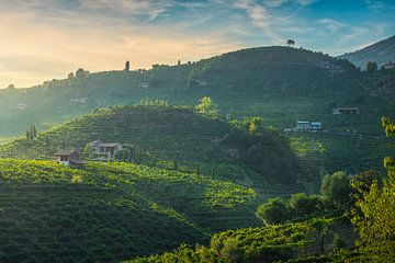 Prosecco wijngaarden op de heuvels bij zonsondergang. van Stefano Orazzini