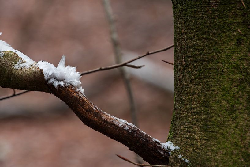 Icehair 2 by René Jonkhout