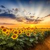 Sunflower field at sunset | the secret path by Melanie Viola