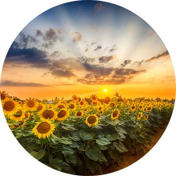 Zonnebloemveld bij zonsondergang | Het Geheime Pad