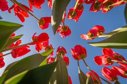 Rode tulpen met blauwe lucht