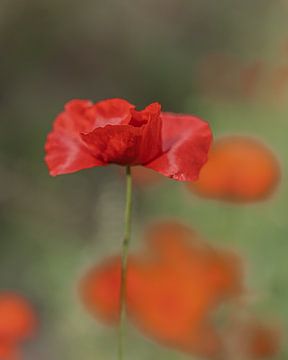 Coquelicot sur Liliane Jaspers