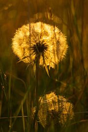 Hoffnung von Studio Aspects