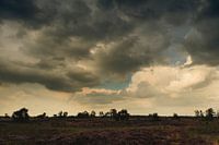 Heidelandschaft nach einem Sommerregen