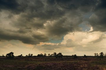 Paysage de bruyère après une averse d'été