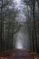 Light at the end of the forest path