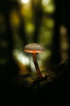 Glowing Mushroom van Thomas Kuipers