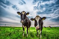 COWS IN MEADOW