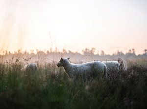 Lande de Wolfhezer partie 19
