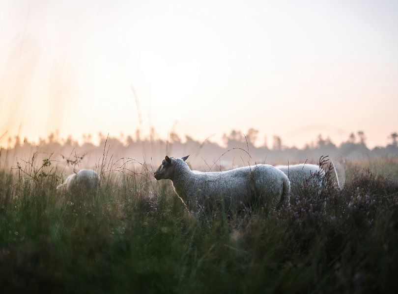 Wolfhezer heide part 19 van Tania Perneel