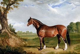 Ein Clydesdale-Hengst (1820), Gemälde von John Frederick Herring. von Studio POPPY