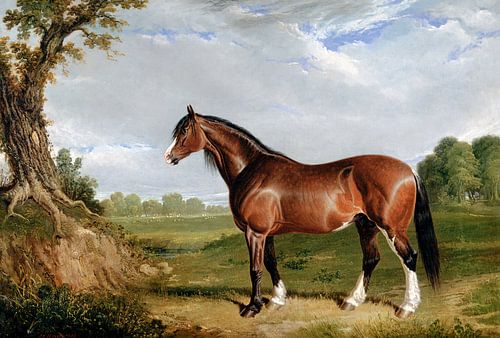 A Clydesdale Stallion (1820) painting John Frederick Herring.
