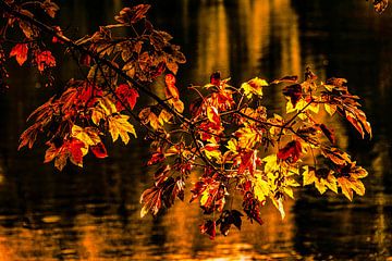 Herfstbladeren van de esdoorn boven het meer van Dieter Walther