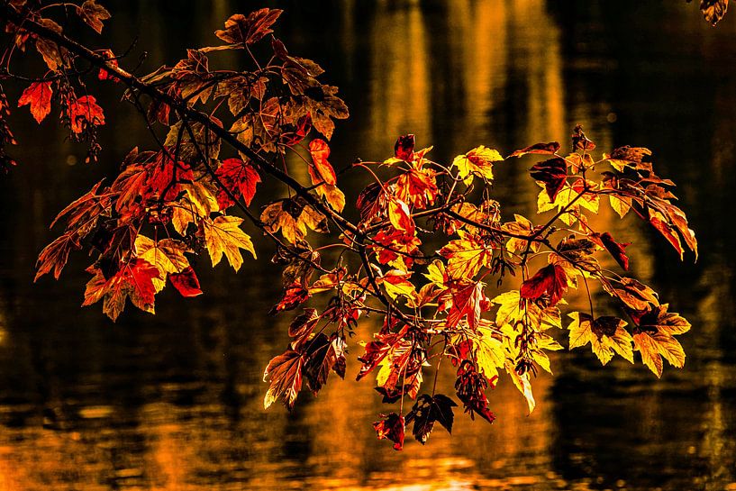 Herbstlaub des Ahorn über See von Dieter Walther