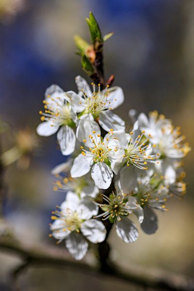 Blüte im Frühling von Hans Vos Fotografie