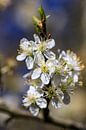 Blüte im Frühling von Hans Vos Fotografie Miniaturansicht