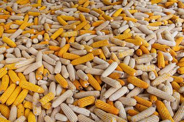 mountain of newly harvested corn cobs, China